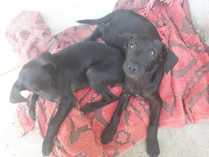 Cachorro ra a Vira latas  idade 7 a 11 meses nome Baguera e pandora 