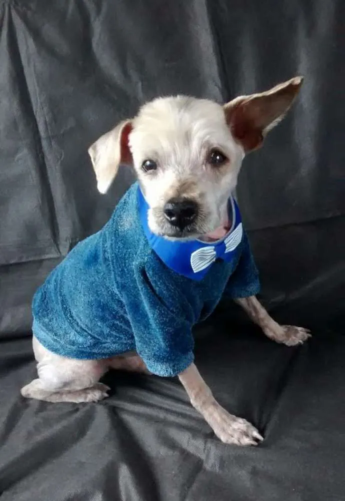 Cachorro ra a  idade  nome Pitchuco