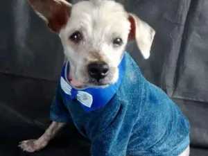 Cachorro raça  idade  nome Pitchuco
