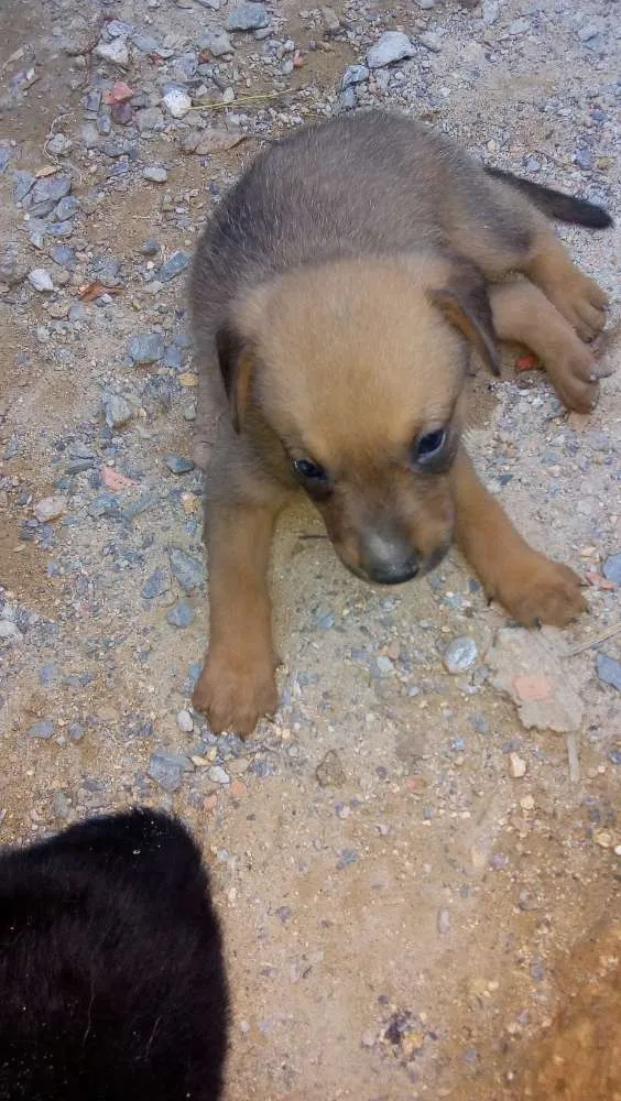 Cachorro raça Labrador idade Abaixo de 2 meses nome Cachorrinho