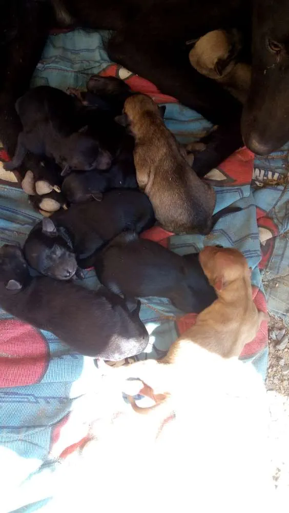 Cachorro raça Labrador idade Abaixo de 2 meses nome Cachorrinho
