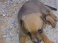 Cachorrinho