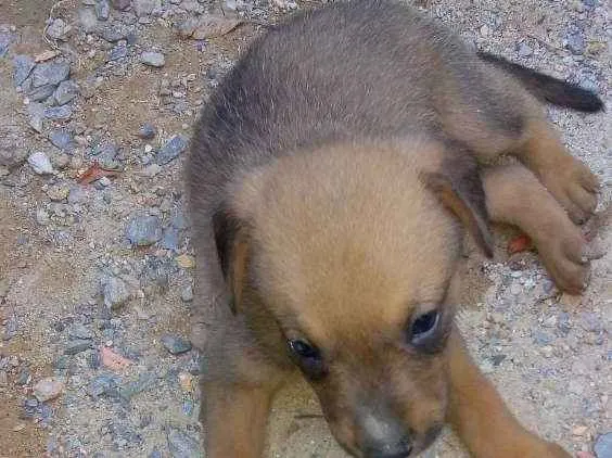 Cachorro raça Labrador idade Abaixo de 2 meses nome Cachorrinho