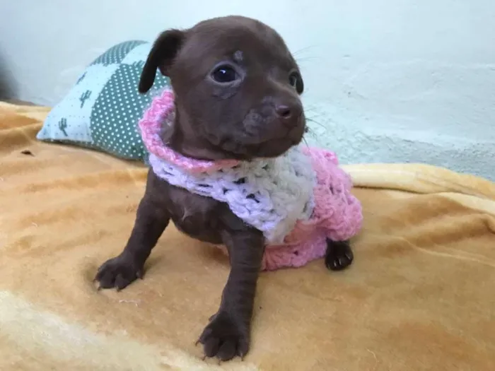 Cachorro ra a Srd idade Abaixo de 2 meses nome Hanna