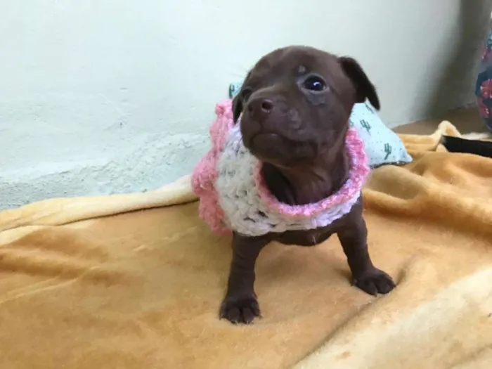 Cachorro ra a Srd idade Abaixo de 2 meses nome Hanna