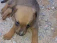 Cachorrinho