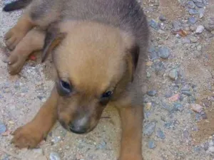 Cachorro raça Labrador idade Abaixo de 2 meses nome Cachorrinho