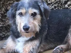 Cachorro raça SRD idade 5 anos nome Robin