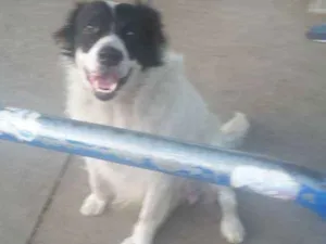 Cachorro raça SRD idade 3 anos nome Betoowen