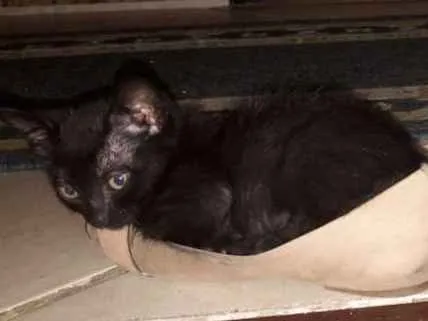 Gato ra a viralata idade 2 a 6 meses nome não possui nome