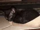 Gato raça viralata idade 2 a 6 meses nome não possui nome