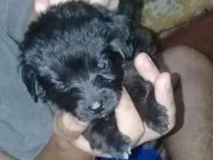 Cachorro raça Puramente Brasileiro idade Abaixo de 2 meses nome Não tem