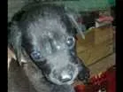 Cachorro raça Puramente brasileiro idade Abaixo de 2 meses nome Não tem