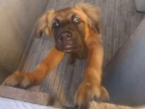 Cachorro raça viralata idade 2 a 6 meses nome Bombom
