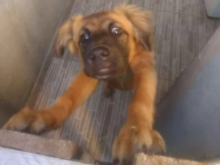 Cachorro ra a viralata idade 2 a 6 meses nome Bombom