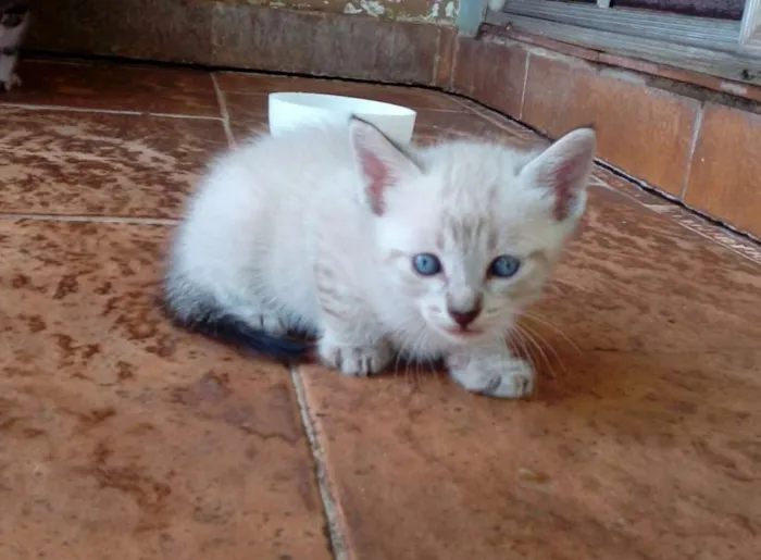 Gato ra a  idade Abaixo de 2 meses nome sem nome
