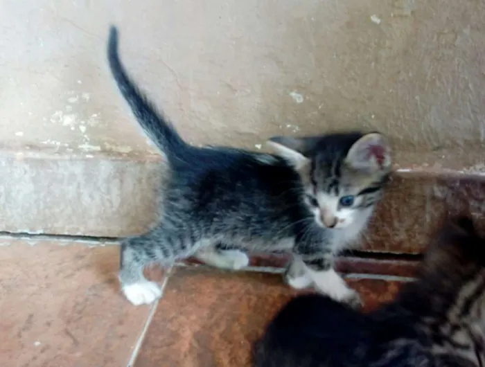 Gato ra a  idade Abaixo de 2 meses nome sem nome