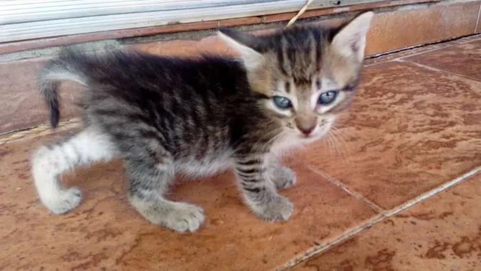 Gato ra a  idade Abaixo de 2 meses nome sem nome