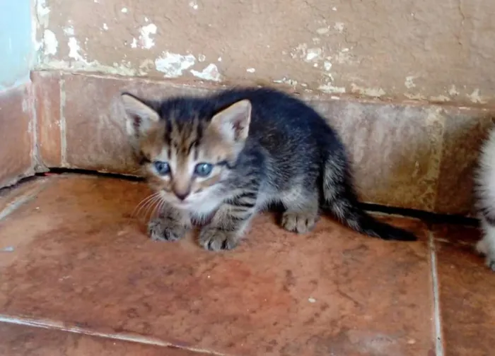 Gato ra a  idade Abaixo de 2 meses nome sem nome