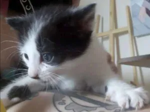 Gato raça sem raça  idade Abaixo de 2 meses nome não tem nome