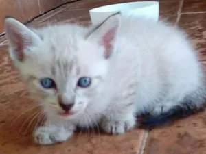 Gato raça  idade Abaixo de 2 meses nome sem nome
