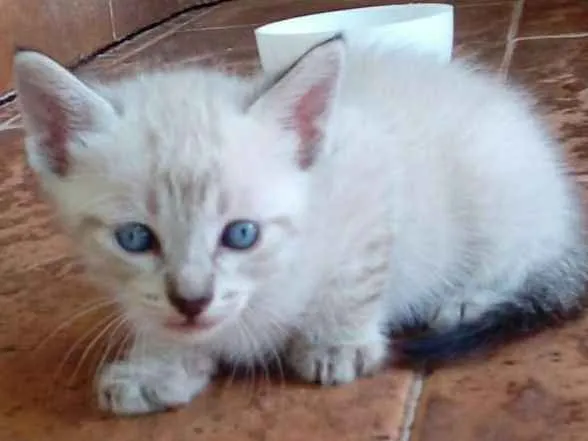 Gato ra a  idade Abaixo de 2 meses nome sem nome
