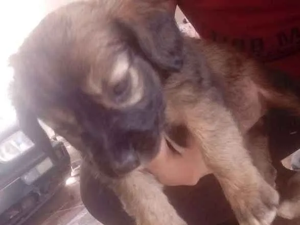 Cachorro ra a Indefinida idade Abaixo de 2 meses nome Nao tem nome