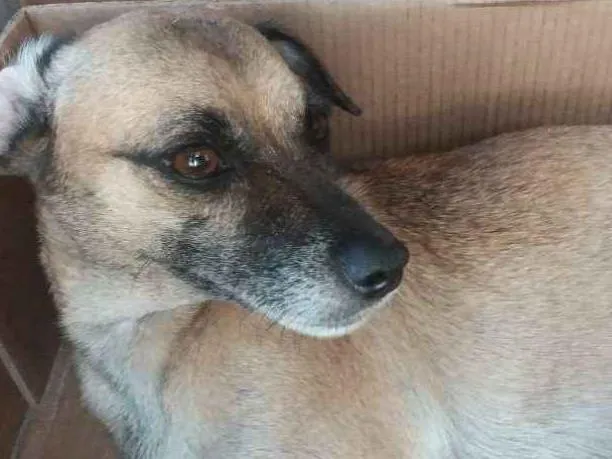 Cachorro ra a SRD idade 1 ano nome Iracema CASTRADA