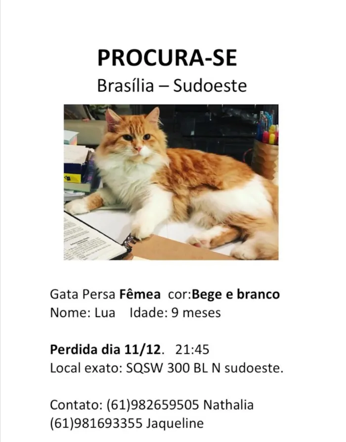 Gato ra a Misturado com Persa idade 7 a 11 meses nome Lua