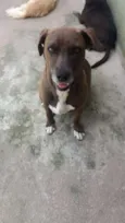 Dadá