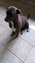 Dadá