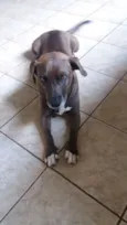 Dadá