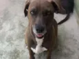 Dadá 