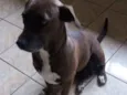 Dadá 