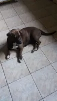 Dadá