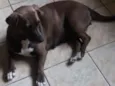 Dadá