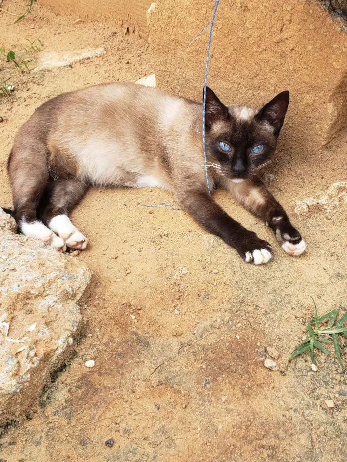 Gato ra a Srd idade 1 ano nome Princesa