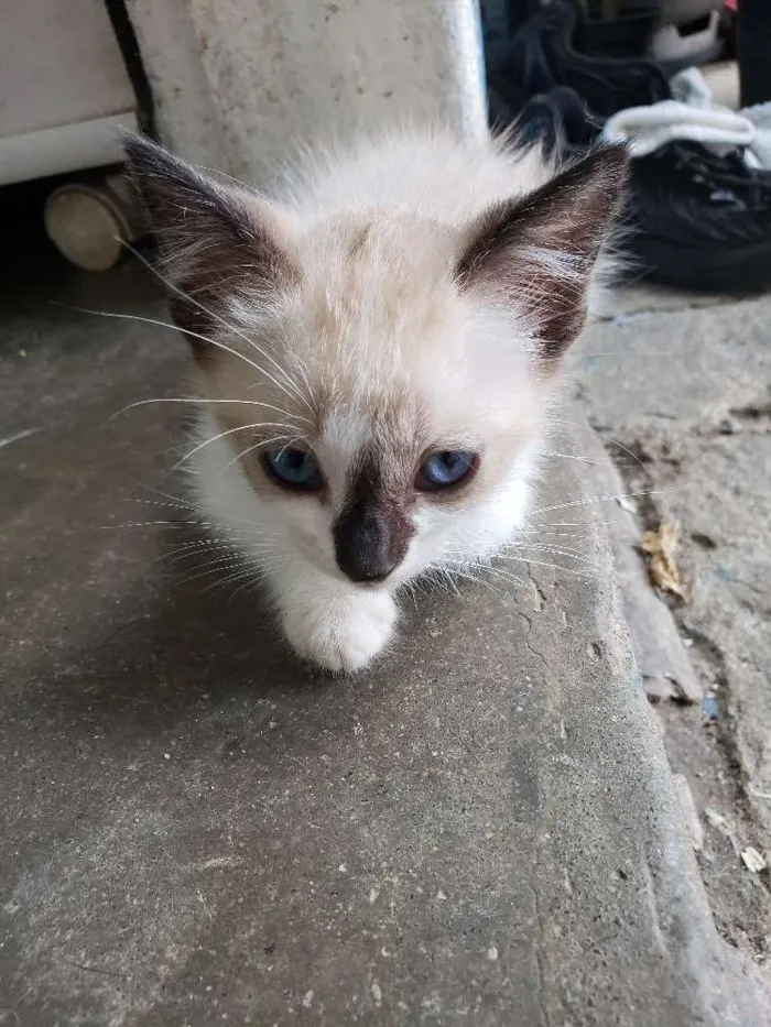 Gato ra a Srd idade 2 a 6 meses nome Sem nome