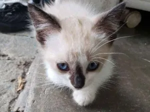 Gato raça Srd idade 2 a 6 meses nome Sem nome