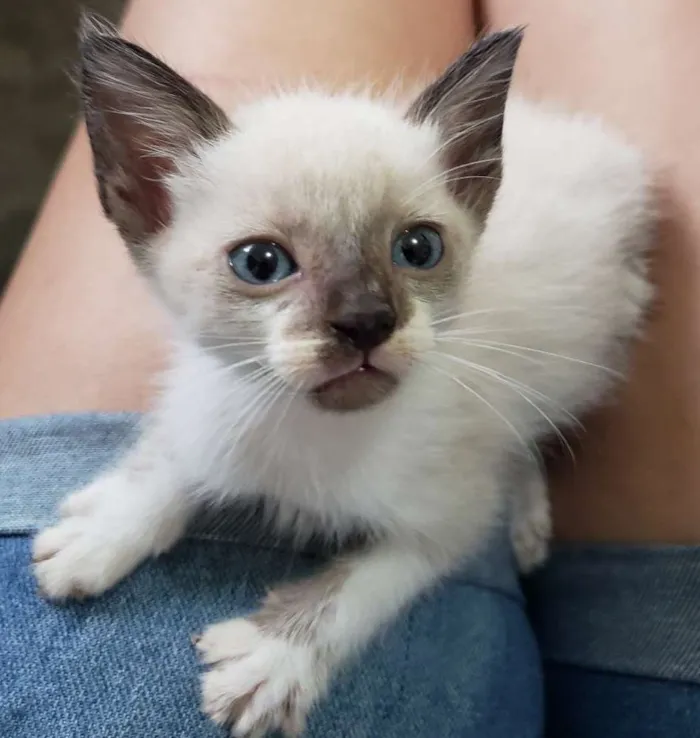 Gato ra a Srd idade 2 a 6 meses nome Sem nome