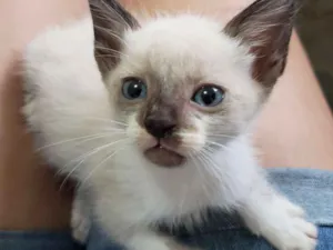 Gato raça Srd idade 2 a 6 meses nome Sem nome