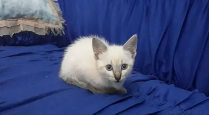 Gato ra a SRD idade 2 a 6 meses nome Mimi 