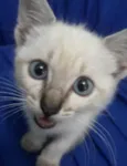 Mimi 