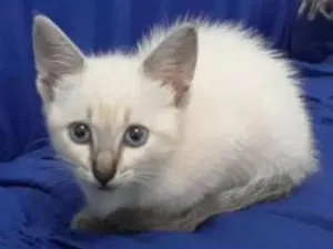 Gato raça SRD idade 2 a 6 meses nome Mimi 