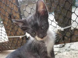 Gato raça Srd idade 2 a 6 meses nome Sem nome