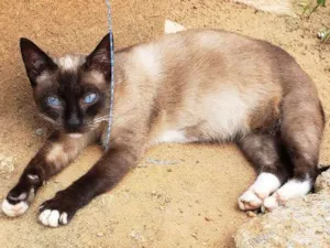Gato raça Srd idade 1 ano nome Princesa