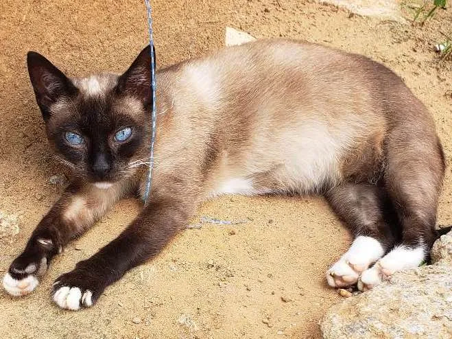 Gato ra a Srd idade 1 ano nome Princesa