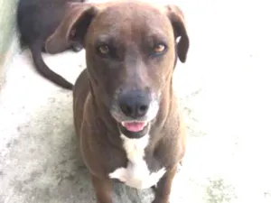 Cachorro raça RND idade 3 anos nome Dadá 
