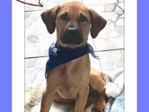 Cachorro raça SRD idade 2 a 6 meses nome Bidú