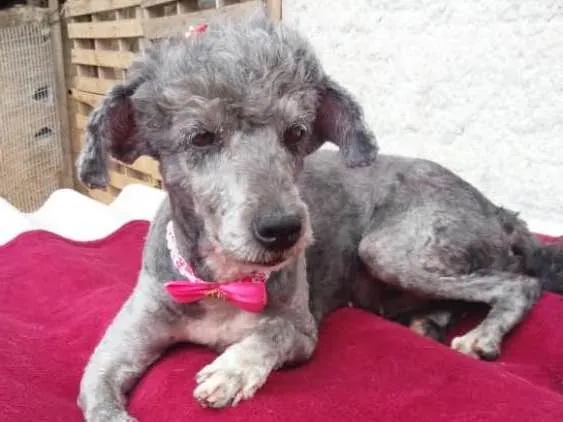 Cachorro ra a Poodle  idade 1 ano nome Sofia
